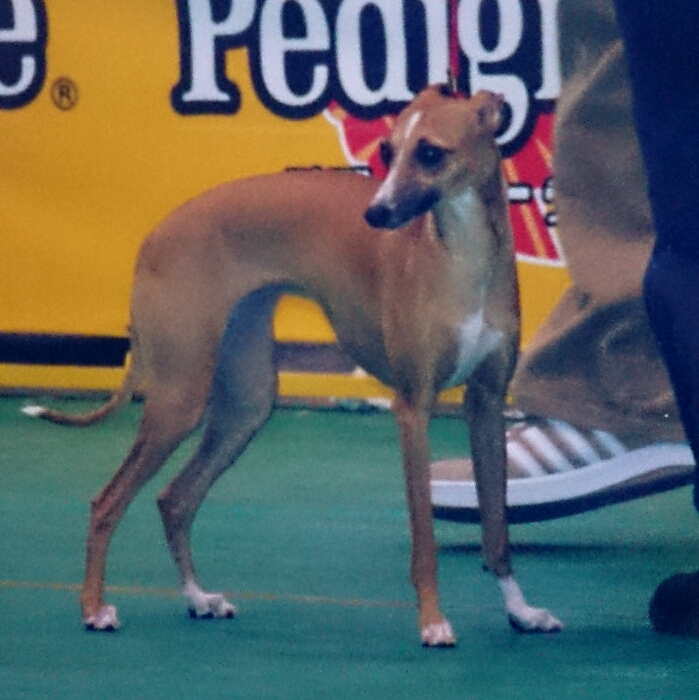 ITALIAN GREYHOUND