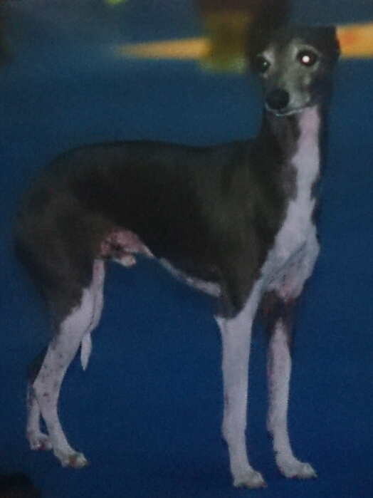 ITALIAN GREYHOUND