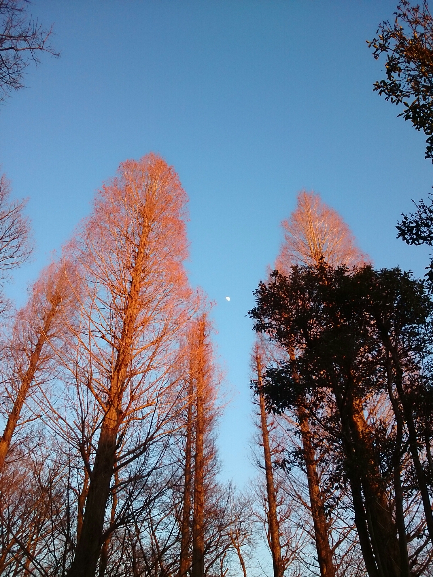 2018年1月撮影 立川