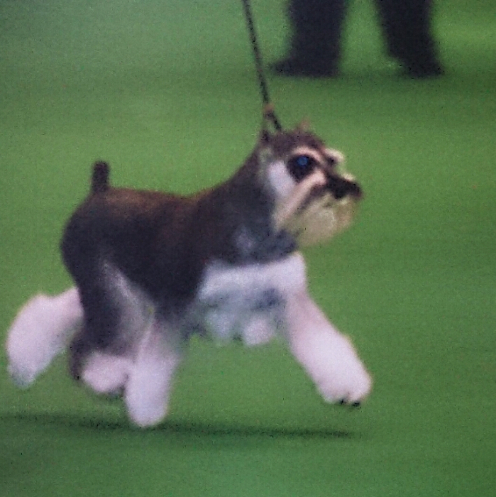 MINIATURE SCHNAUZER