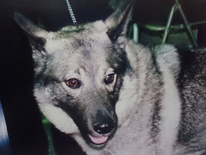 NORWEGIAN ELKHOUND GREY