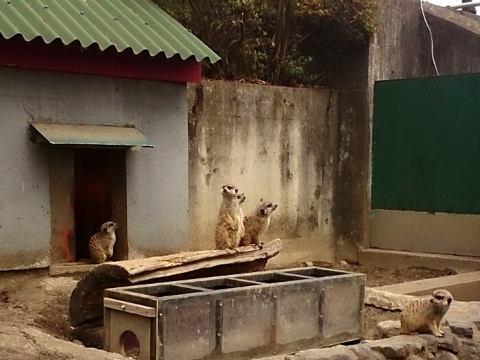 ミーはキャット