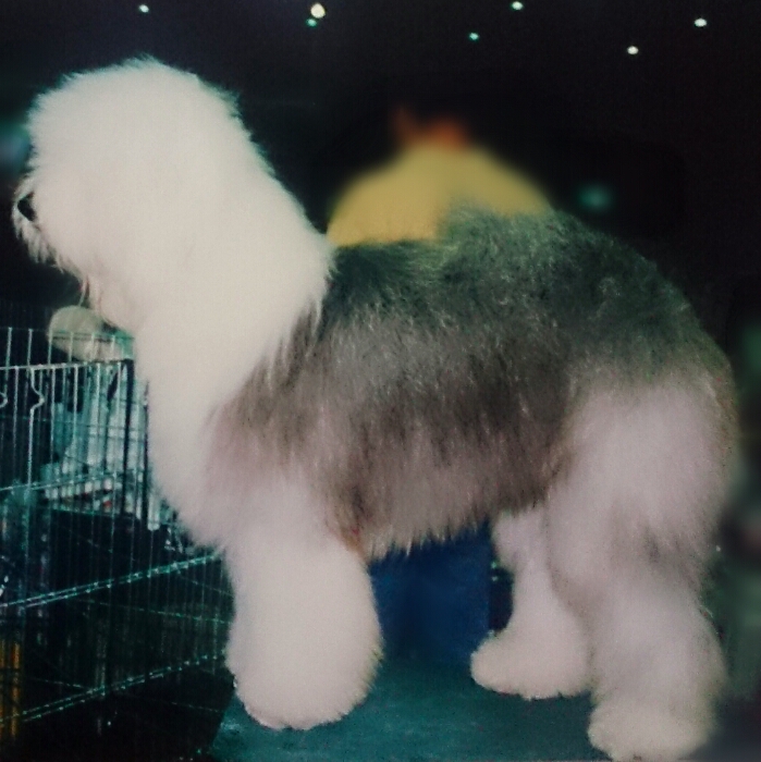 OLD ENGLISH SHEEPDOG