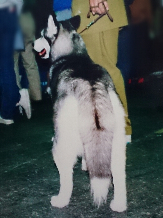 f:id:jerich:20180310225531j:plain f:id:jerich:20180310225531j:plain