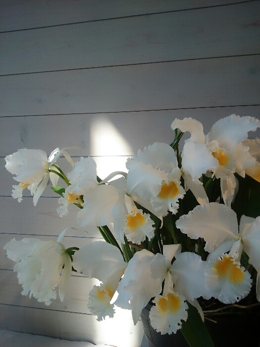 f:id:jerich:20180315233158j:plain