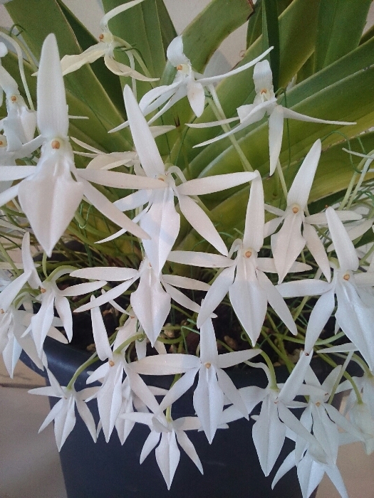 f:id:jerich:20180315233202j:plain