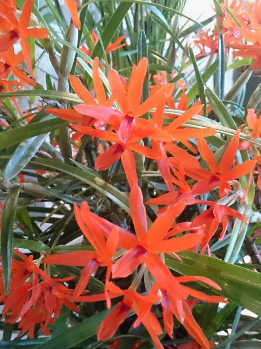 f:id:jerich:20180315233533j:plain