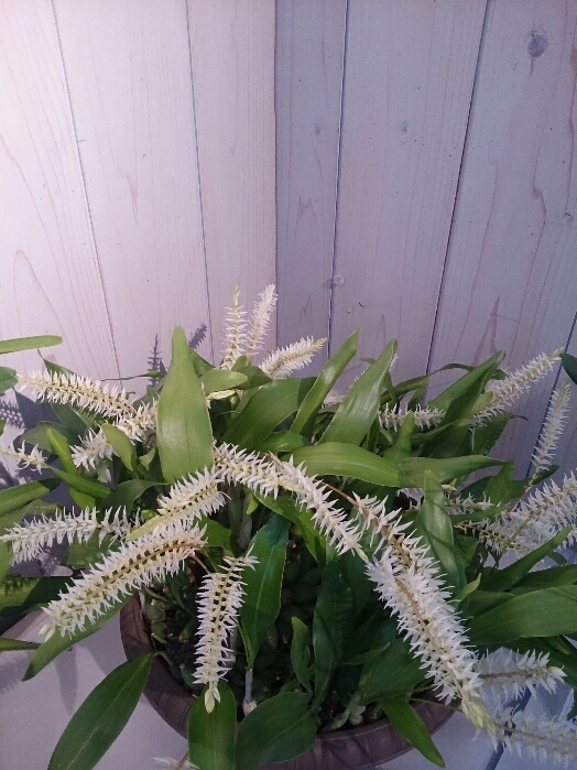 f:id:jerich:20180315233544j:plain