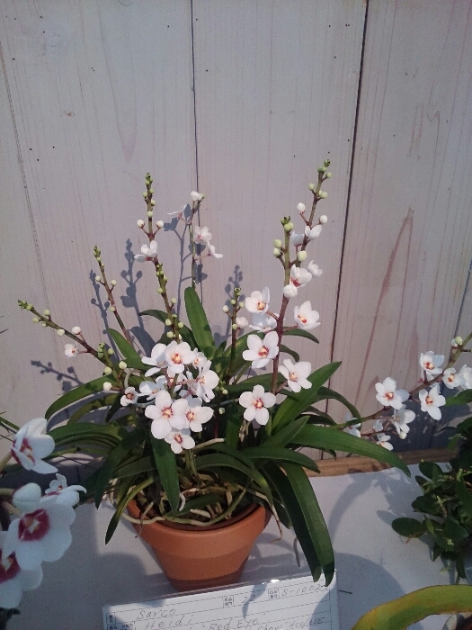 f:id:jerich:20180315233744j:plain