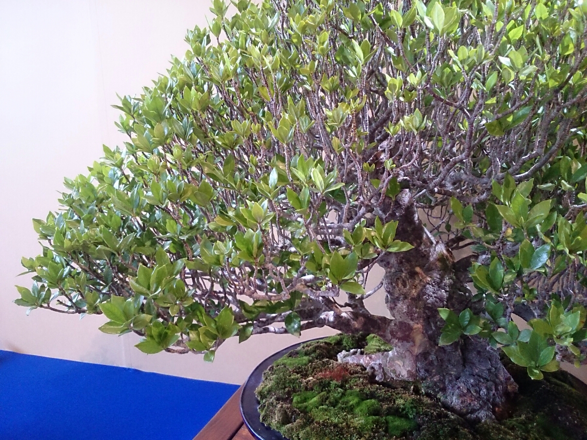 f:id:jerich:20180326234252j:plain f:id:jerich:20180326234252j:plain