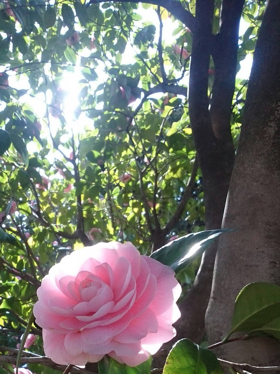 f:id:jerich:20180330011834j:image