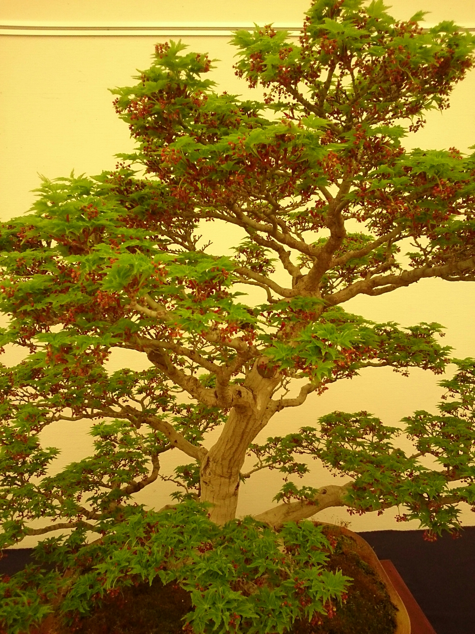 f:id:jerich:20180403001205j:plain