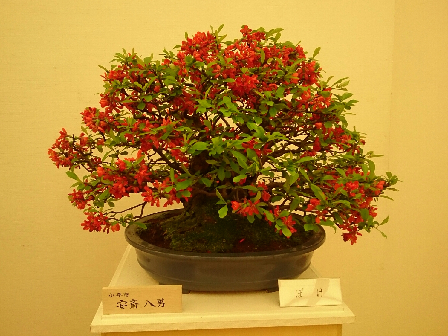 f:id:jerich:20180403003358j:plain