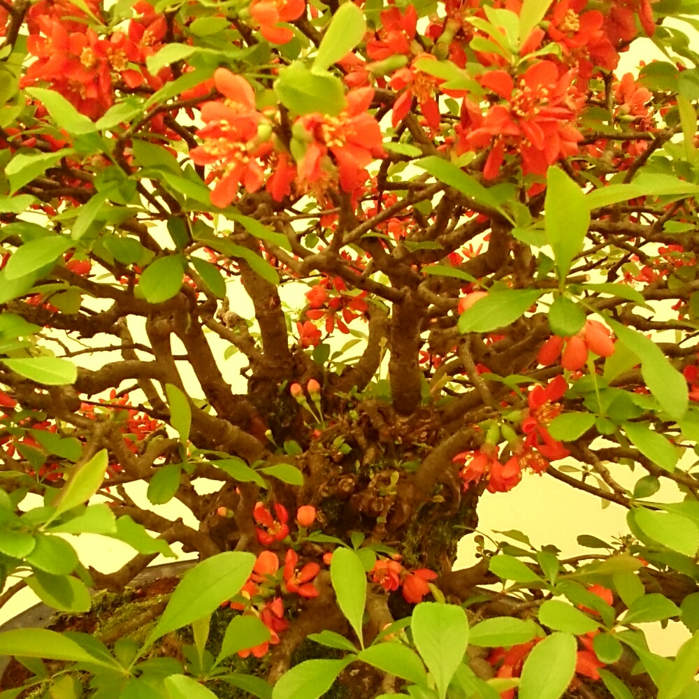 f:id:jerich:20180403003403j:plain