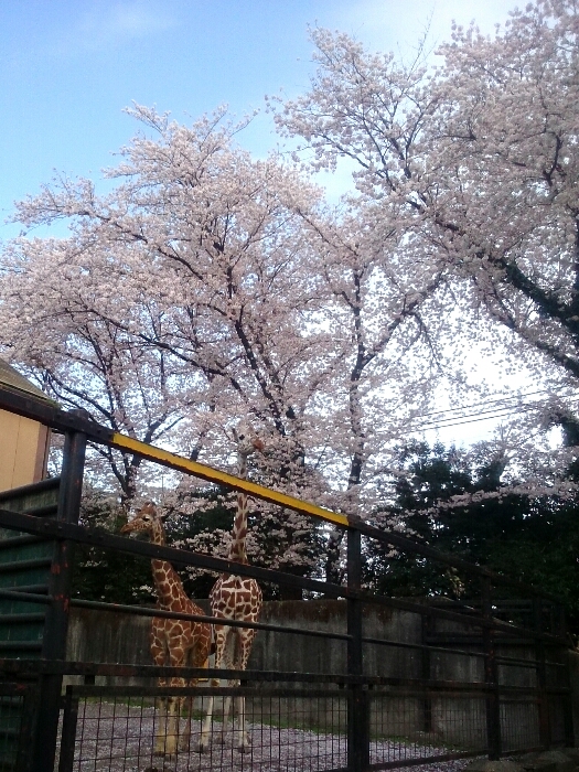 f:id:jerich:20180404232425j:plain