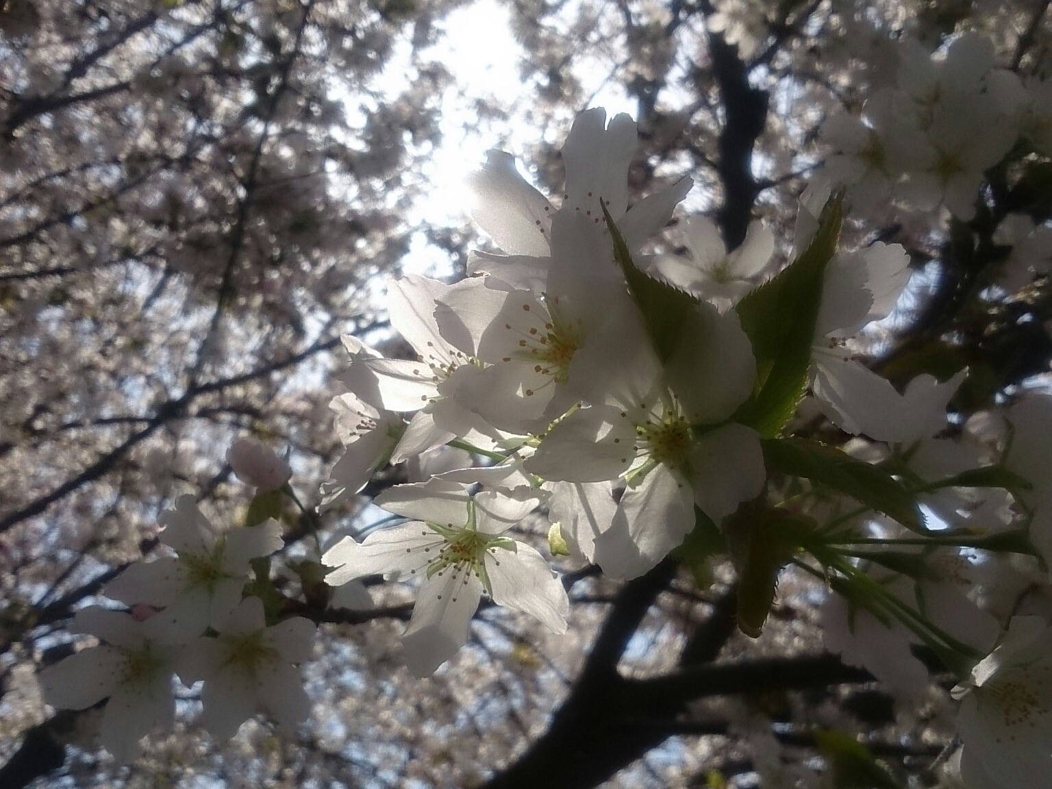 f:id:jerich:20180411015335j:image