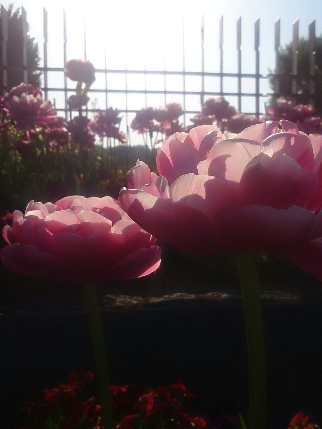 f:id:jerich:20180425020556j:image