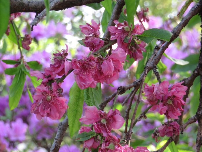 f:id:jerich:20180429033618j:plain