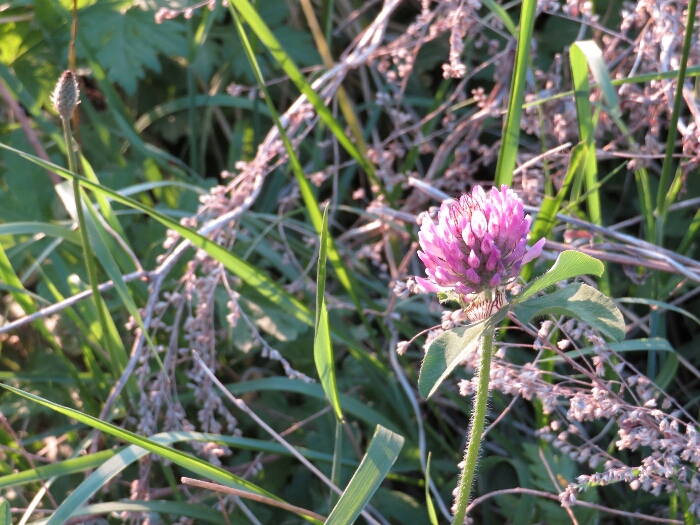 f:id:jerich:20180429044503j:plain