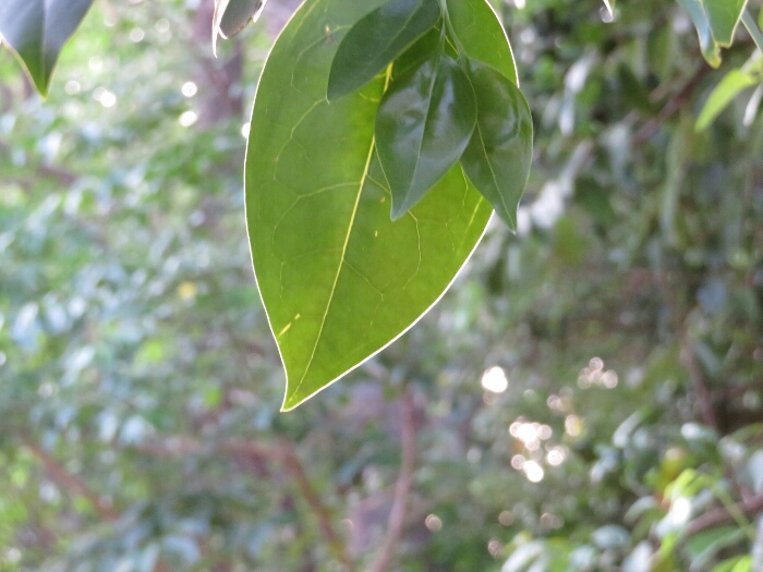 f:id:jerich:20180429065404j:plain