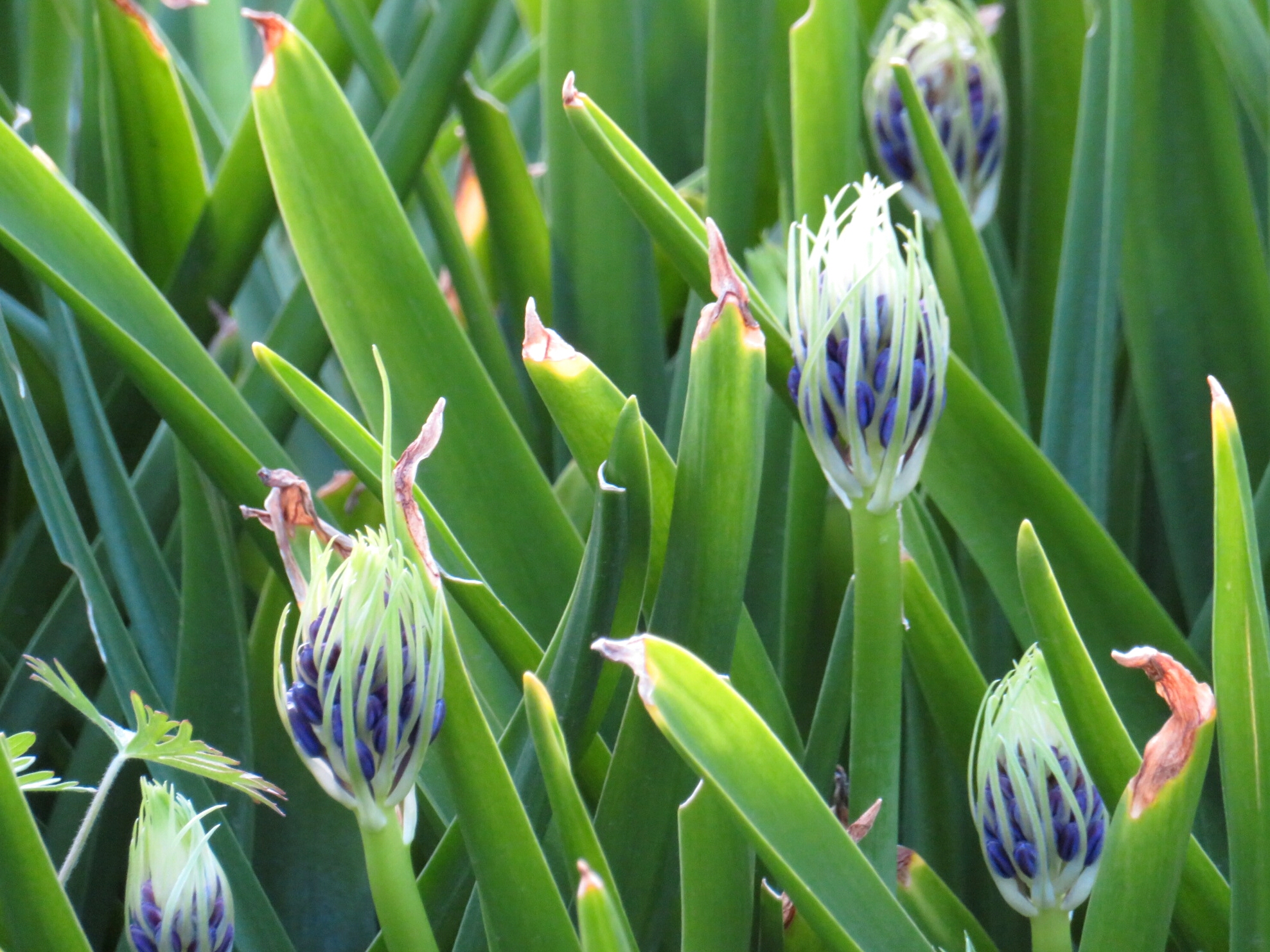 f:id:jerich:20180430021733j:image