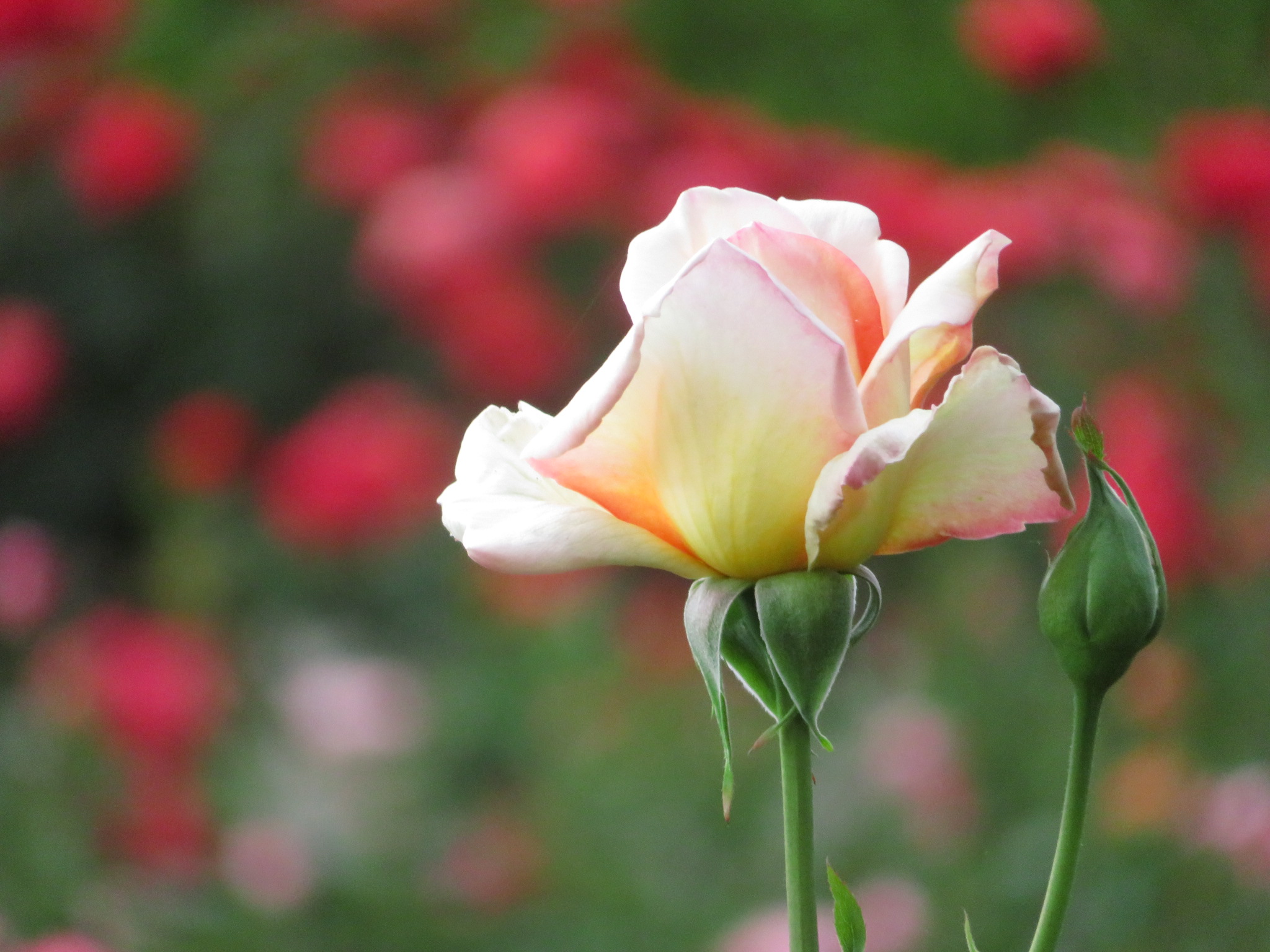 f:id:jerich:20180511012351j:image