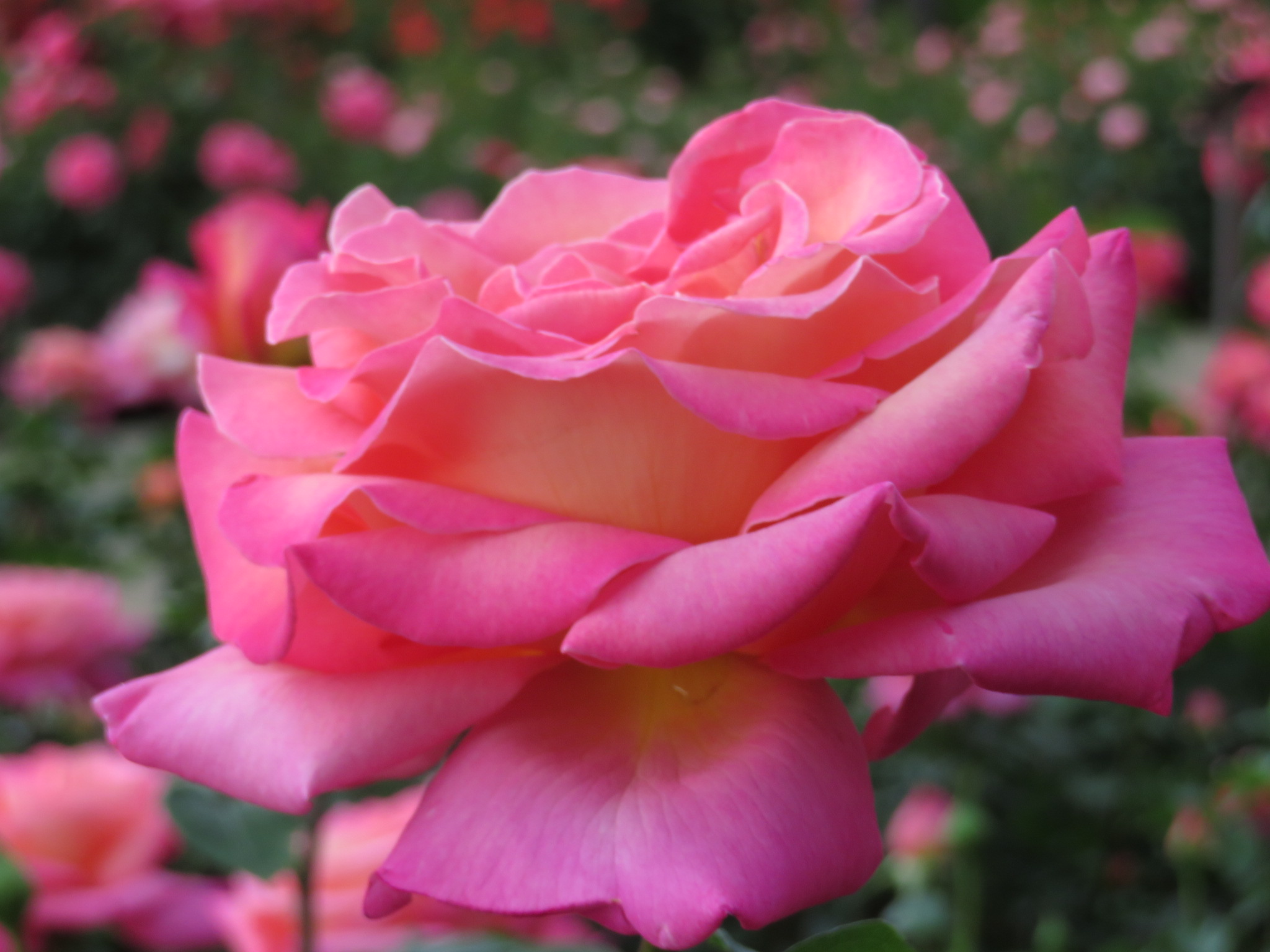f:id:jerich:20180511012356j:image