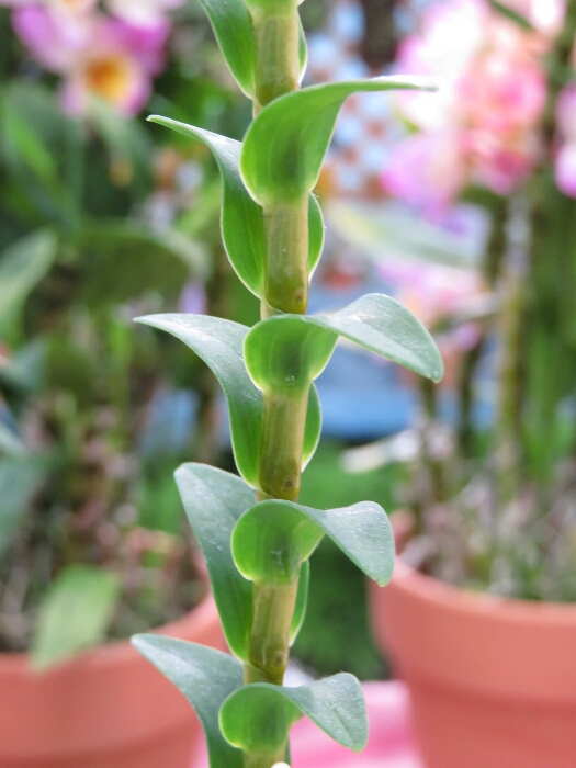 f:id:jerich:20180513002506j:plain f:id:jerich:20180513002506j:plain