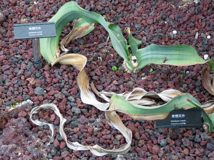 f:id:jerich:20180513010519j:plain f:id:jerich:20180513010519j:plain