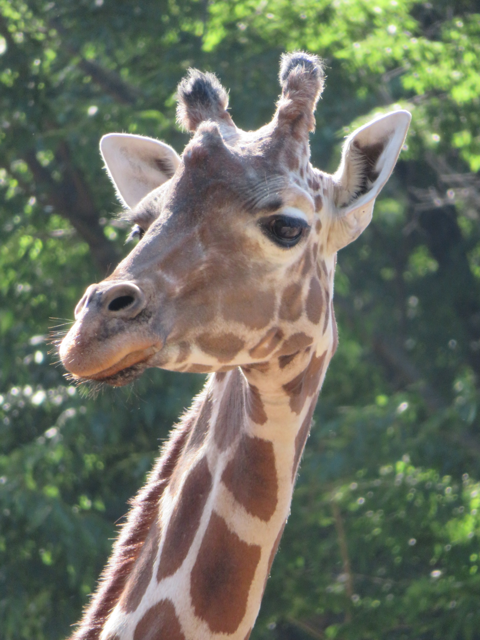 f:id:jerich:20180513030420j:image