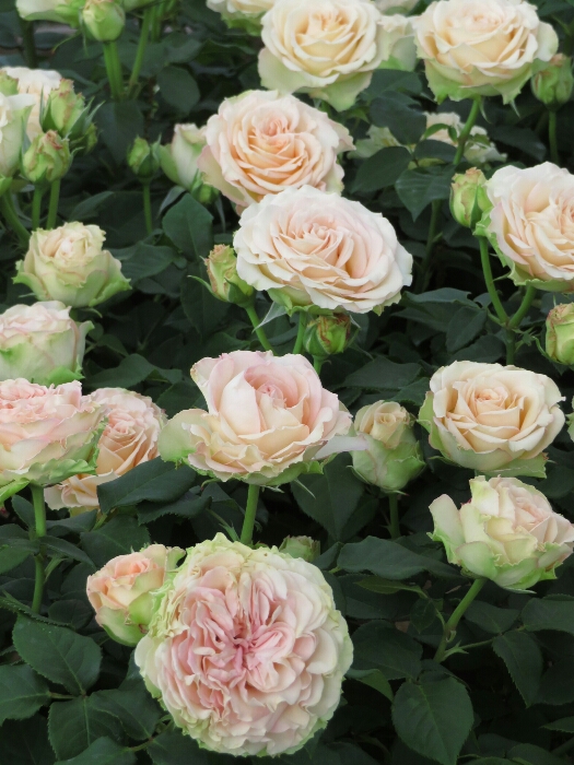 f:id:jerich:20180514235901j:plain