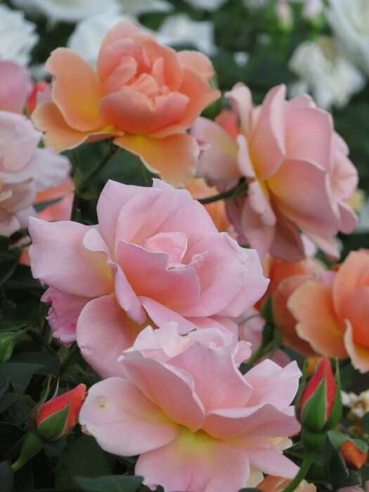 f:id:jerich:20180514235909j:plain