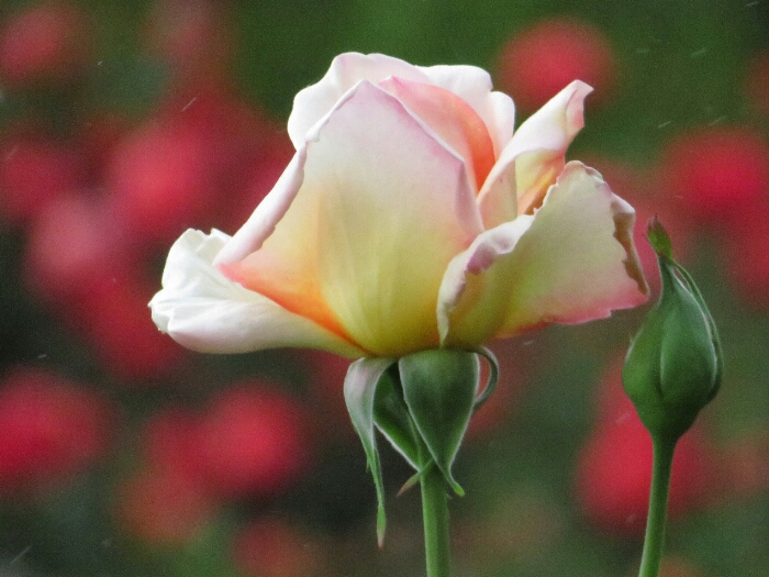 f:id:jerich:20180514235912j:plain