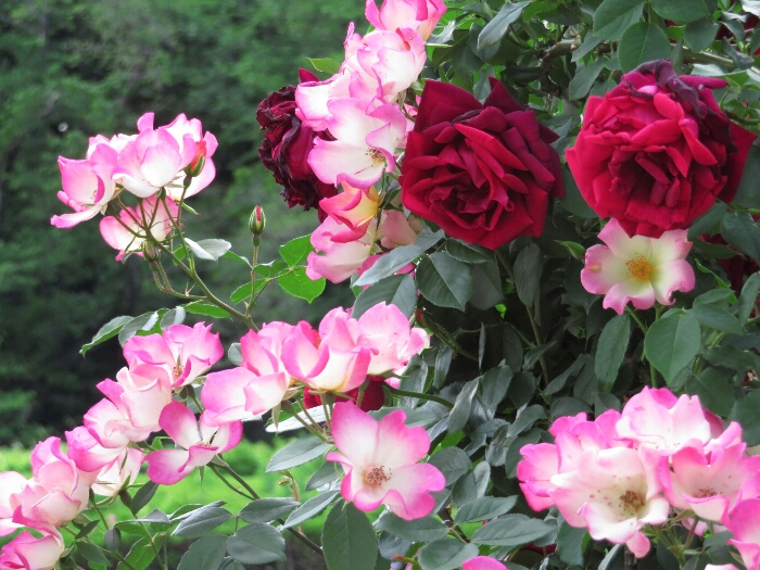 f:id:jerich:20180515003337j:plain f:id:jerich:20180515003337j:plain