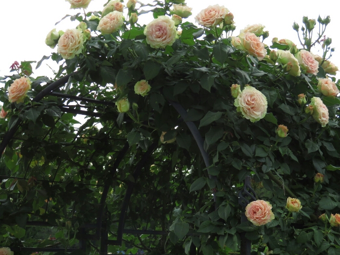 神代植物公園