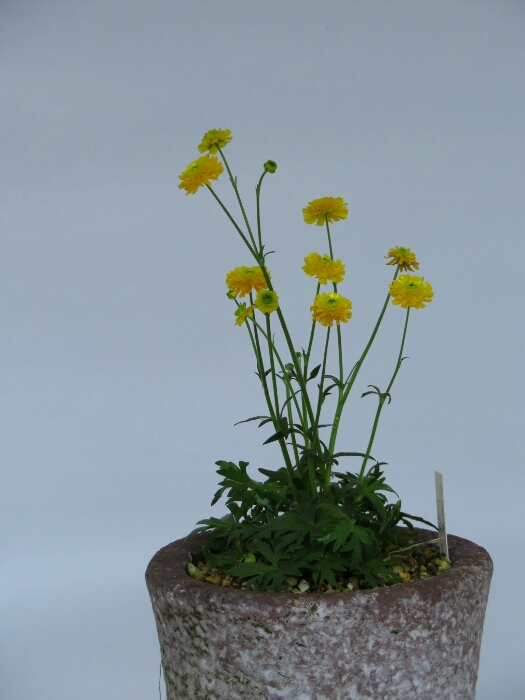 f:id:jerich:20180515010747j:plain