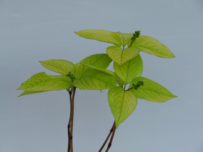 f:id:jerich:20180515010750j:plain