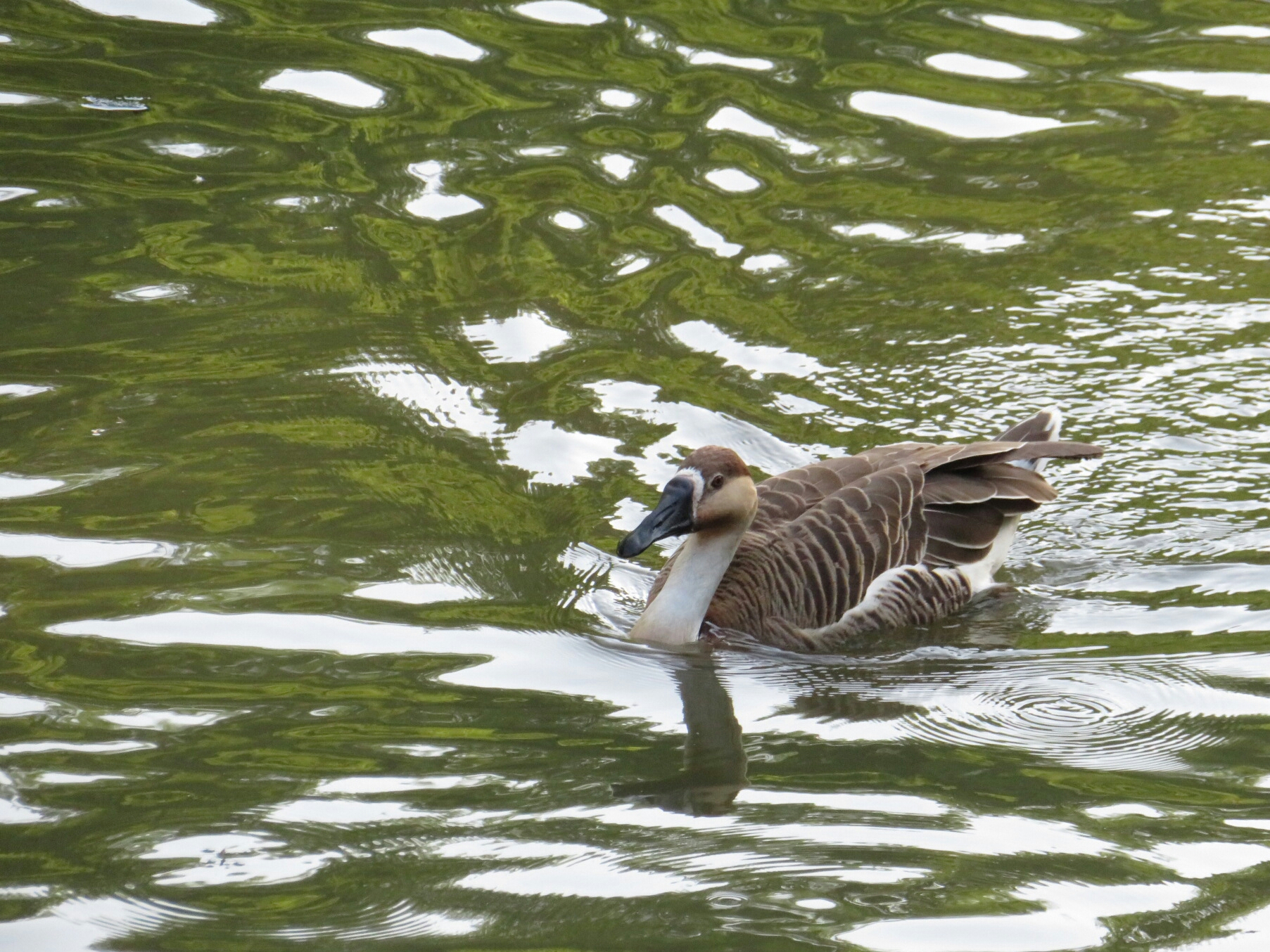 f:id:jerich:20180515022750j:image