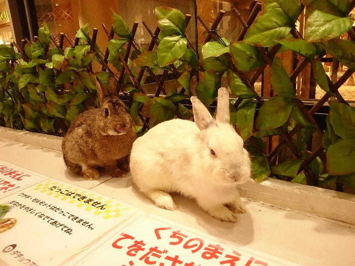 f:id:jerich:20180516001230j:plain f:id:jerich:20180516001230j:plain