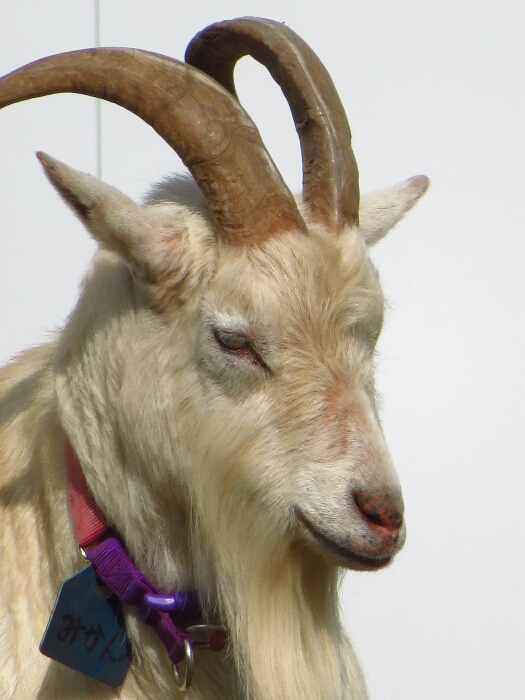 f:id:jerich:20180518235323j:plain