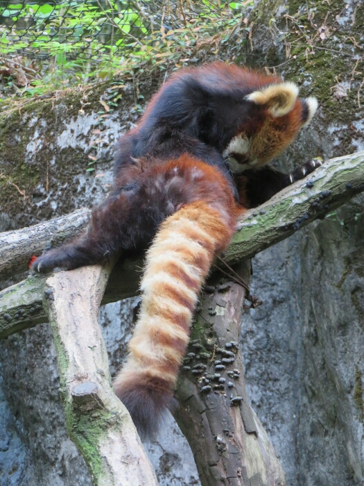 f:id:jerich:20180526003113j:plain