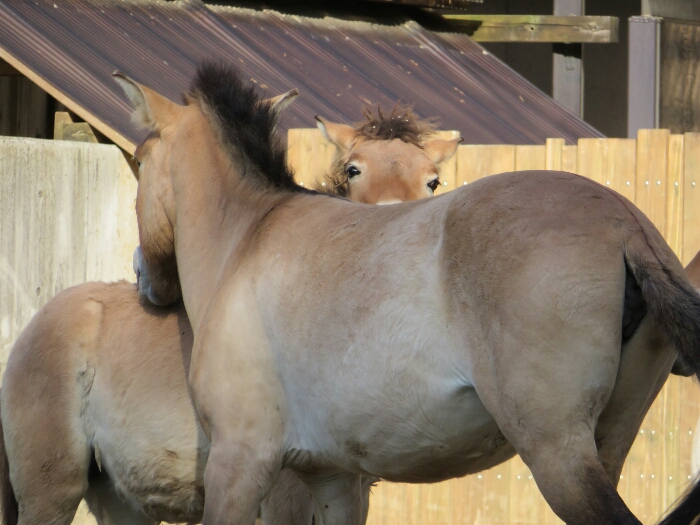 f:id:jerich:20180526003604j:plain