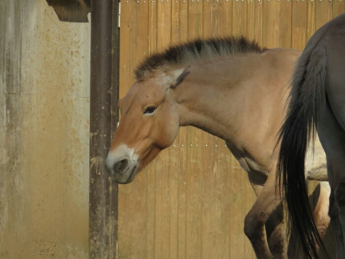 f:id:jerich:20180526003607j:plain