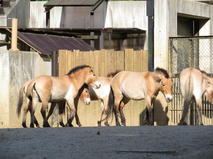 f:id:jerich:20180526004236j:plain