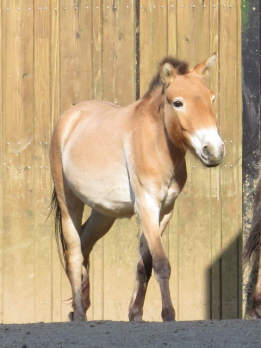 f:id:jerich:20180526004242j:plain