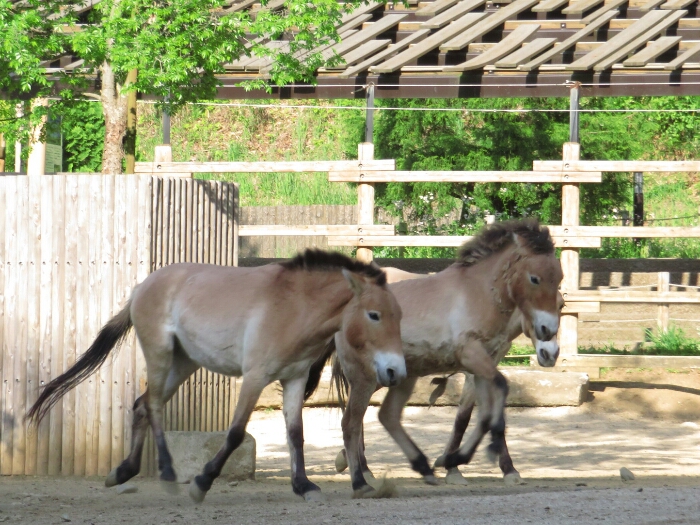 f:id:jerich:20180526004847j:plain