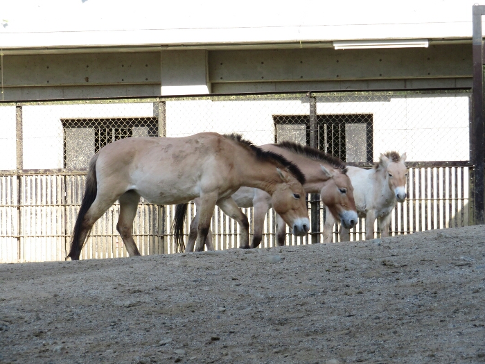 f:id:jerich:20180526005701j:plain