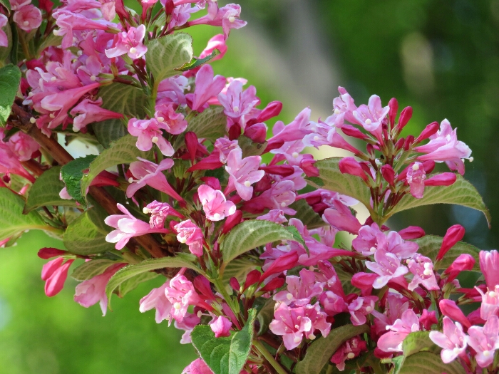 f:id:jerich:20180526005707j:plain