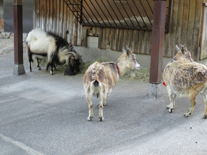 f:id:jerich:20180526005710j:plain