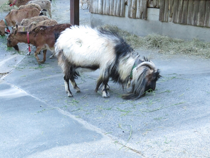 f:id:jerich:20180526010330j:plain